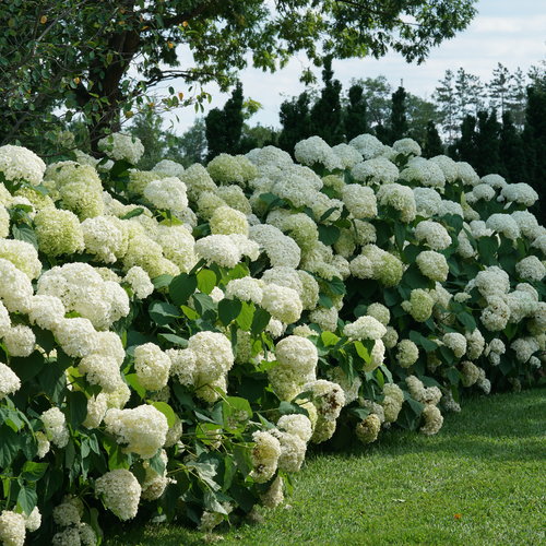 Annabelle Hydrangea